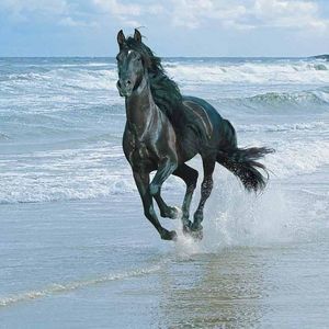 Meet your Posher, Jerry